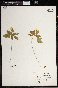 Anemone quinquefolia image