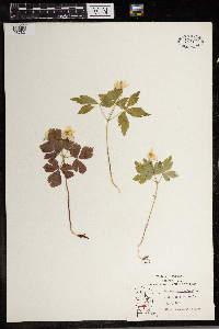 Anemone quinquefolia image