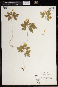 Anemone quinquefolia image