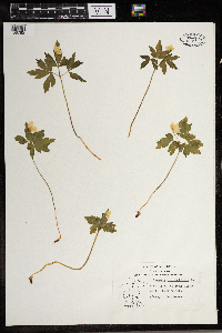 Anemone quinquefolia image