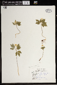 Anemone quinquefolia image