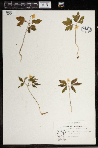 Anemone quinquefolia image