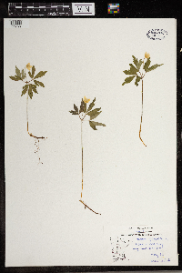 Anemone quinquefolia image