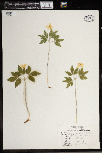 Anemone quinquefolia image