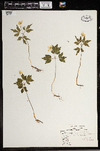 Anemone quinquefolia image