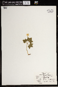 Anemone quinquefolia image