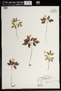 Anemone quinquefolia image