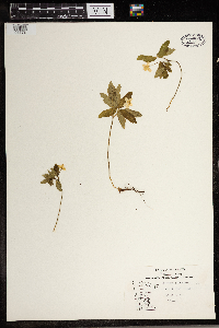 Anemone quinquefolia image