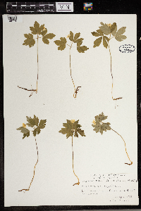 Anemone quinquefolia image