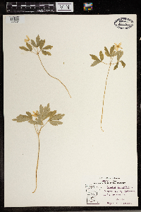 Anemone quinquefolia image