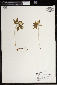 Anemone quinquefolia image