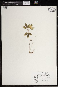 Anemone quinquefolia image