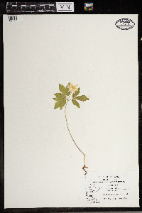Anemone quinquefolia image
