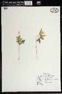 Anemone quinquefolia image