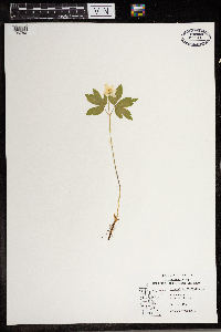 Anemone quinquefolia image