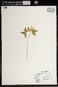 Anemone quinquefolia image