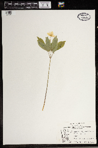 Anemone quinquefolia image