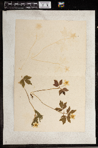 Anemone quinquefolia image