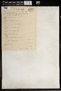 Anemone quinquefolia image