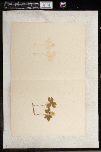 Anemone quinquefolia image