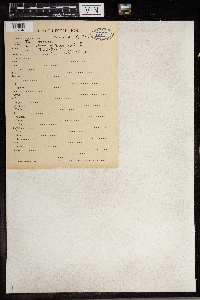 Anemone quinquefolia image