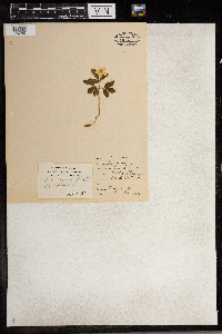 Anemone quinquefolia image