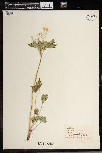 Anemone virginiana image