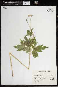 Anemone virginiana image