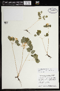 Thalictrum thalictroides image