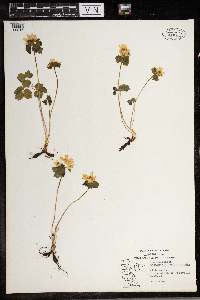 Thalictrum thalictroides image