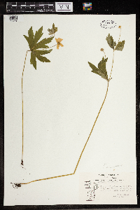 Anemone virginiana image