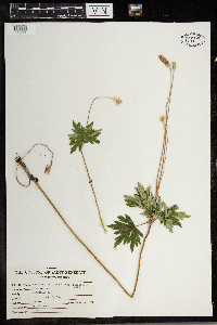 Anemone virginiana image