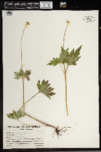 Anemone virginiana image