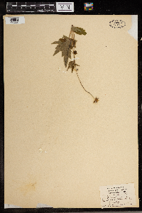 Anemone virginiana image