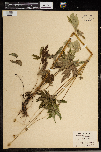 Anemone virginiana image
