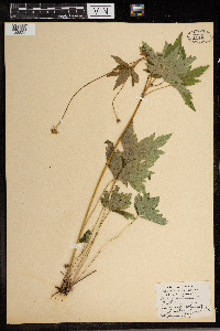 Anemone virginiana image
