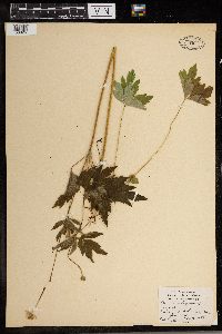 Anemone virginiana image