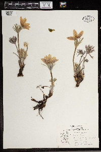 Anemone patens image