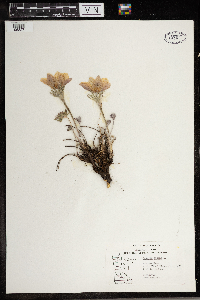 Anemone patens image