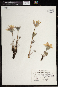 Anemone patens image