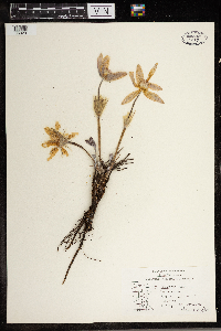 Anemone patens image