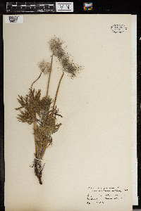 Anemone patens var. multifida image