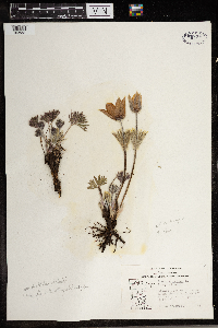 Anemone patens image