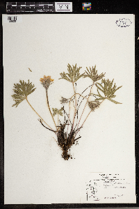 Anemone patens image