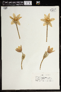 Anemone patens image