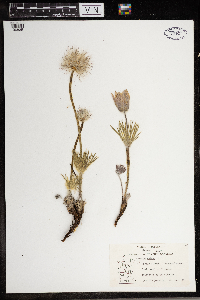 Anemone patens image