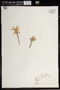 Anemone patens image