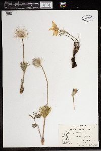 Anemone patens image