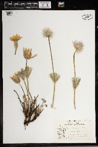 Anemone patens image