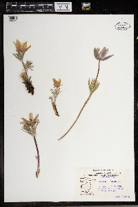 Anemone patens image